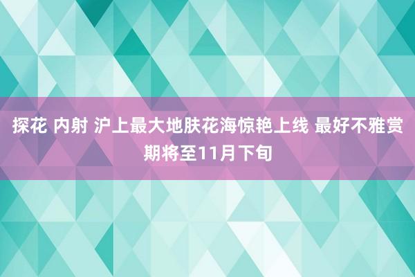 探花 内射 沪上最大地肤花海惊艳上线 最好不雅赏期将至11月下旬